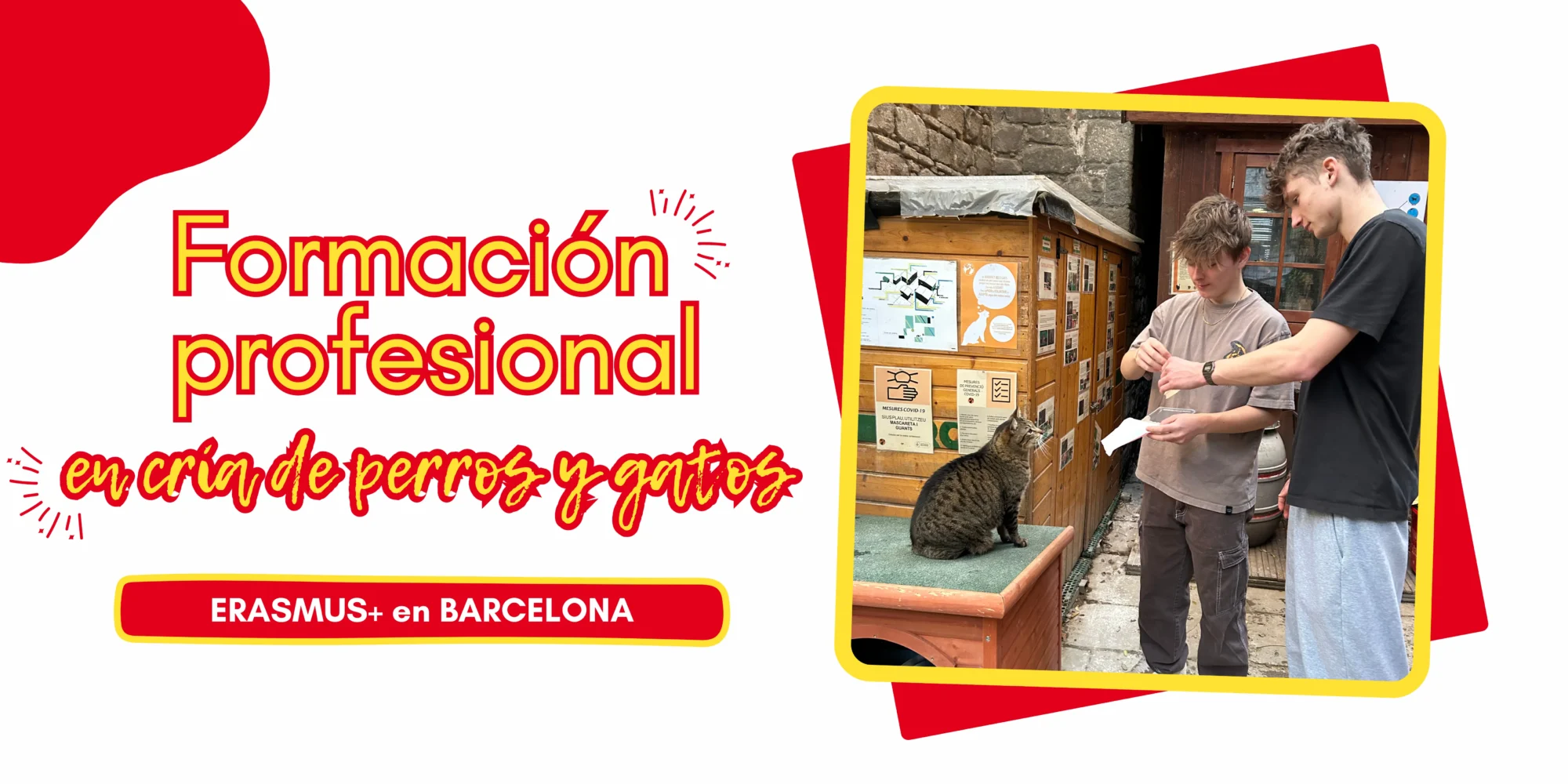 Formaci&oacute;n profesional en cr&iacute;a de perros y gatos en pr&aacute;cticas ERASMUS+ en Barcelona