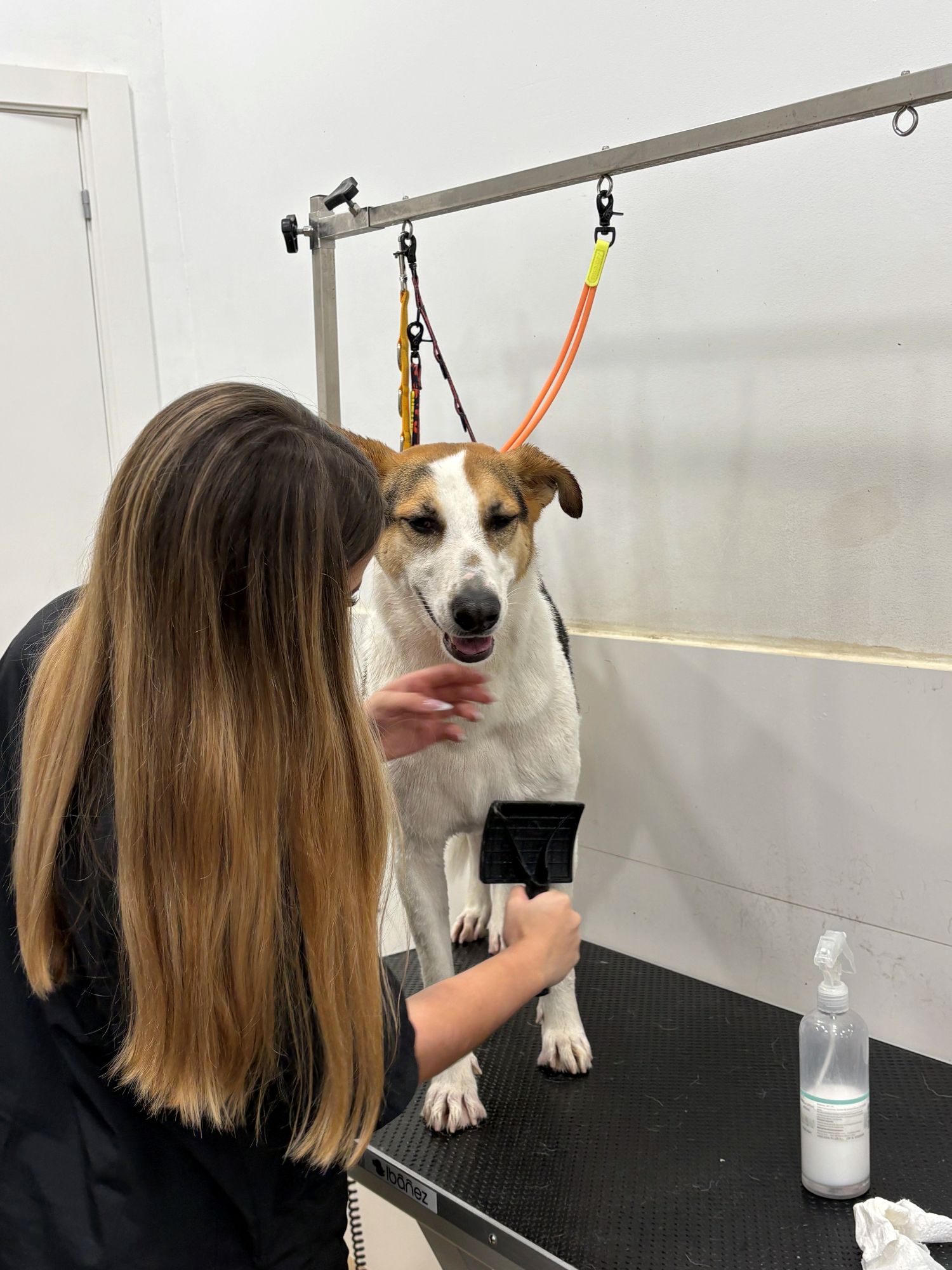 Alumna Erasmus+ en pr&aacute;cticas de peluquer&iacute;a canina
